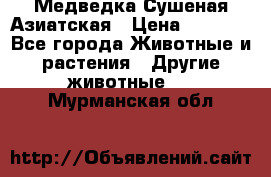Медведка Сушеная Азиатская › Цена ­ 1 400 - Все города Животные и растения » Другие животные   . Мурманская обл.